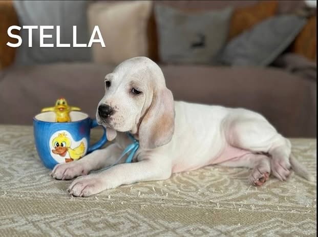Stella в раннем щенячьем возрасте